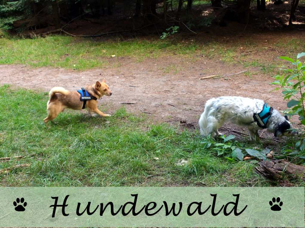 Hundewald