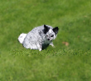 Sitzende Hunde springen nicht!