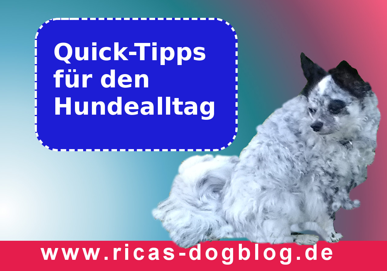 Quick-Tipps für den Hundealltag: Erste Hilfe bei leichter Magenverstimmung