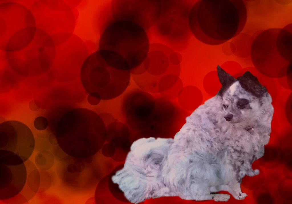 Autoimmunhämolytische Anämie beim Hund