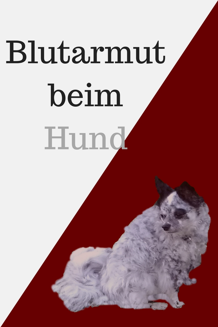 Autoimmunhämolytische Anämie beim Hund