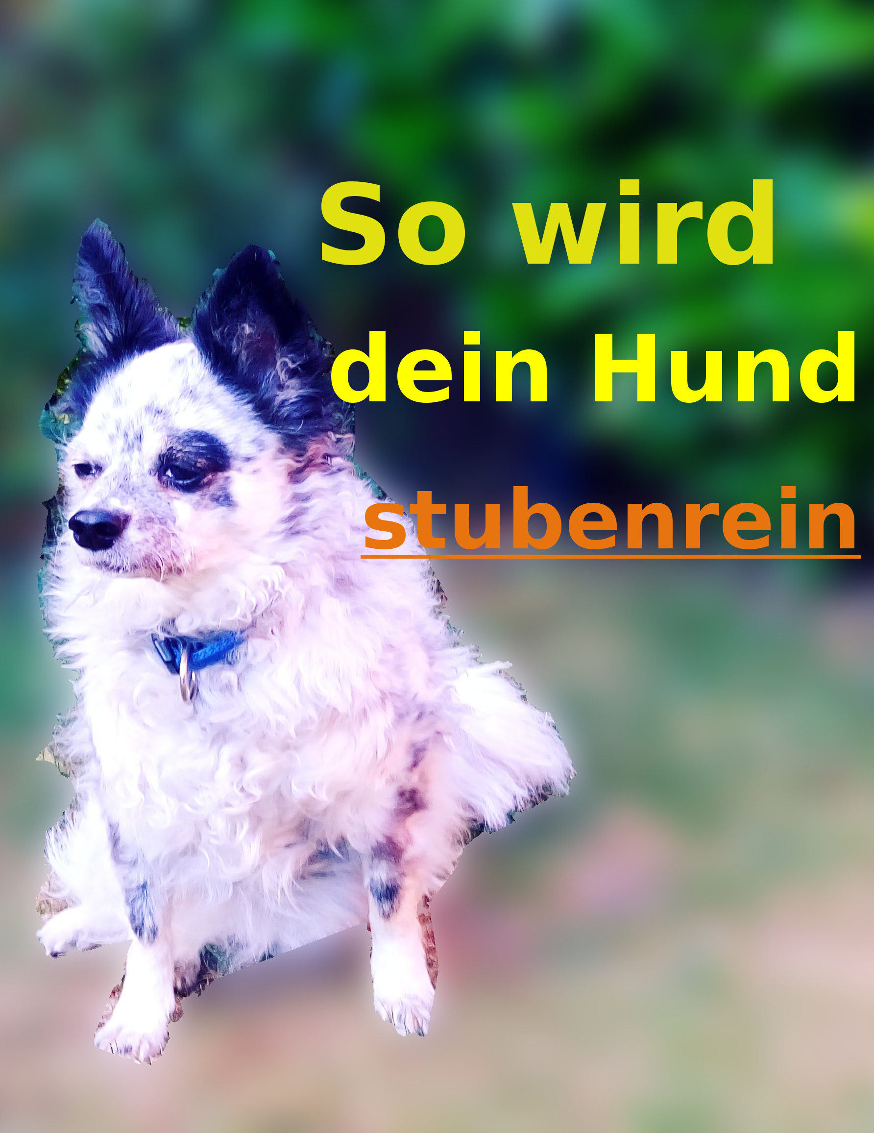 2 Jähriger Hund Wird Nicht Stubenrein So wird dein Hund stubenrein - Dein Weg mit Hund