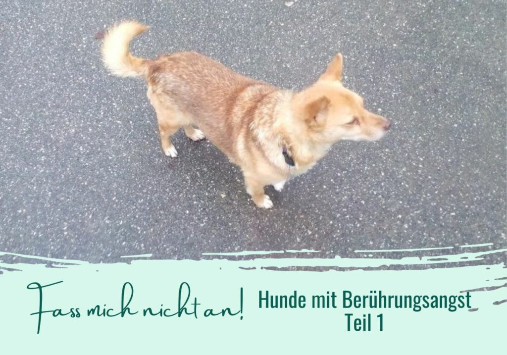 Hund lässt sich nicht anfassen