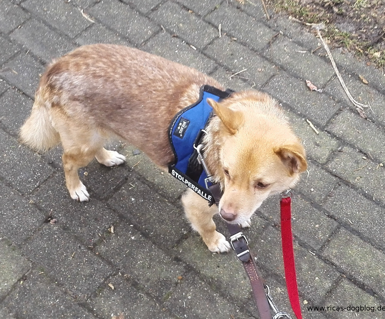 Buchrezension: Hab keine Angst mein Hund von R.C. Franck/M.Grauss