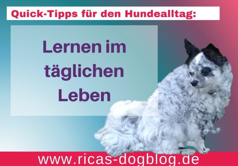 QuickTipps für den Hundealltag Lernen im täglichen Leben Dein Weg