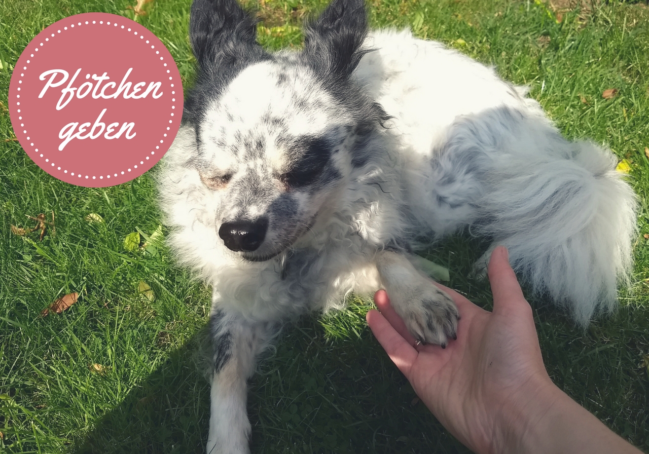 Tricks mit Rica Pfötchen geben Dein Weg mit Hund