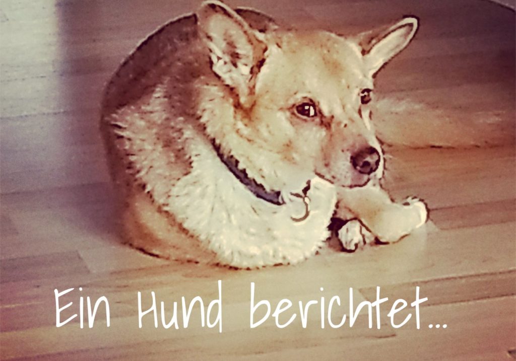 Tierkommunikation Ein Hund berichtet&hellip; Dein Weg mit Hund