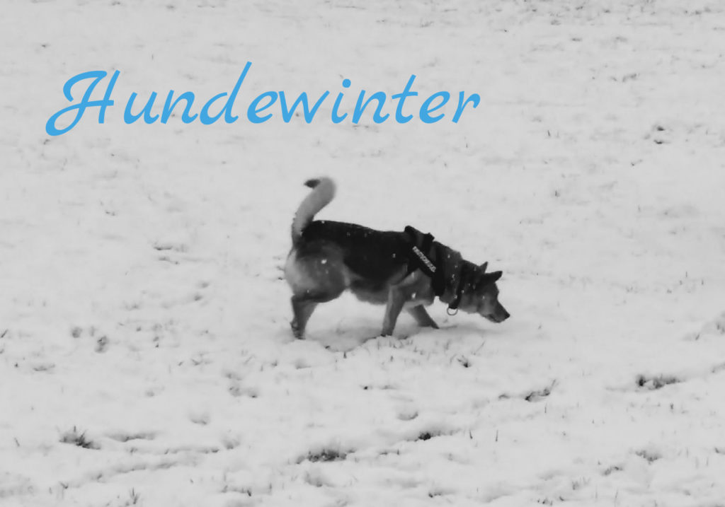 Hundewinter