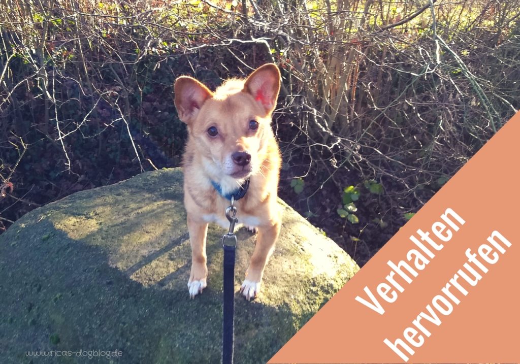 Verhalten hervorrufen