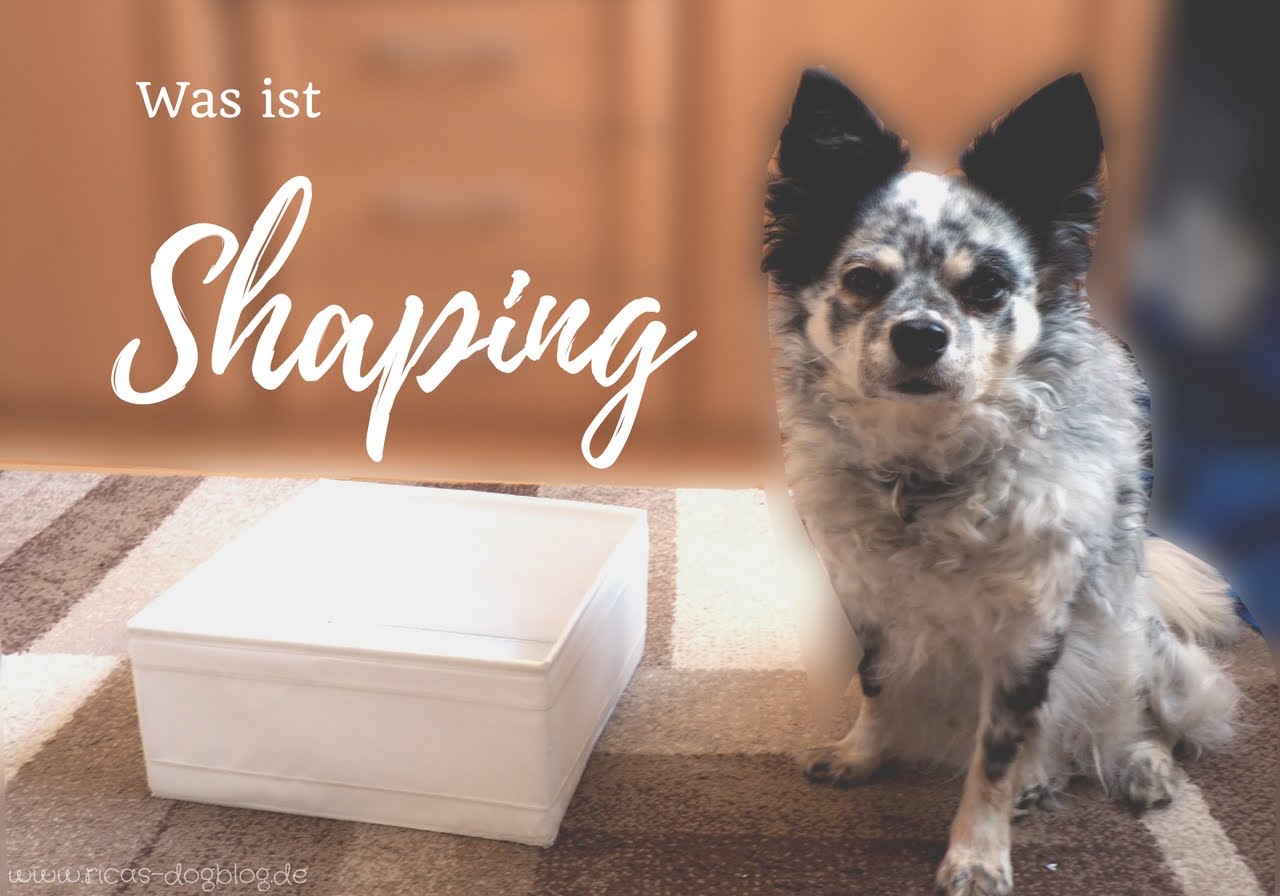 Shaping – neues Verhalten Schritt für Schritt