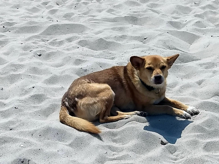 Ein Tag am Hundestrand Dein Weg mit Hund