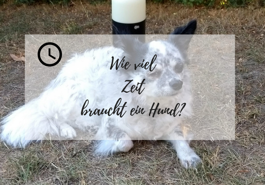 Wie viel Zeit braucht ein Hund? Dein Weg mit Hund