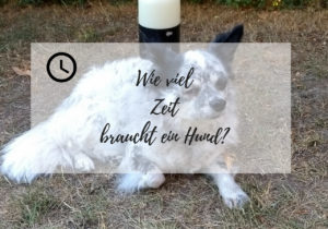 Wie viel Zeit braucht ein Hund