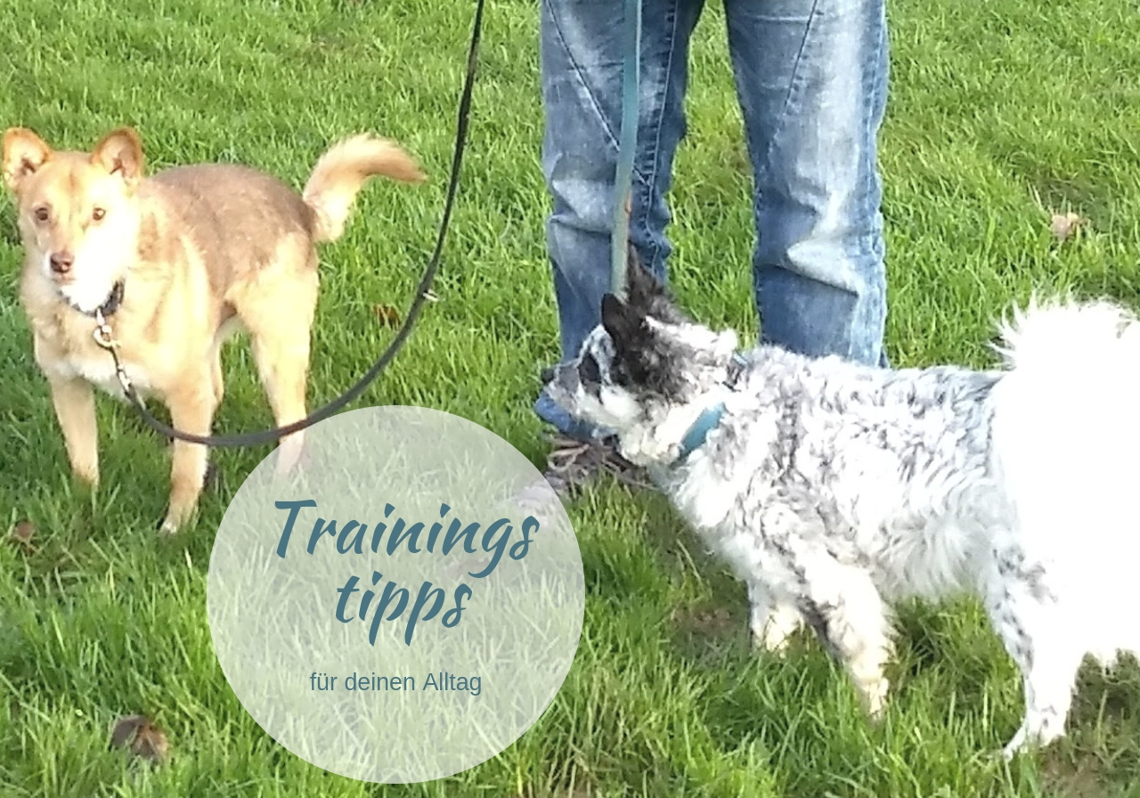 5 Tipps, die dir das Training mit deinem Hund erleichtern