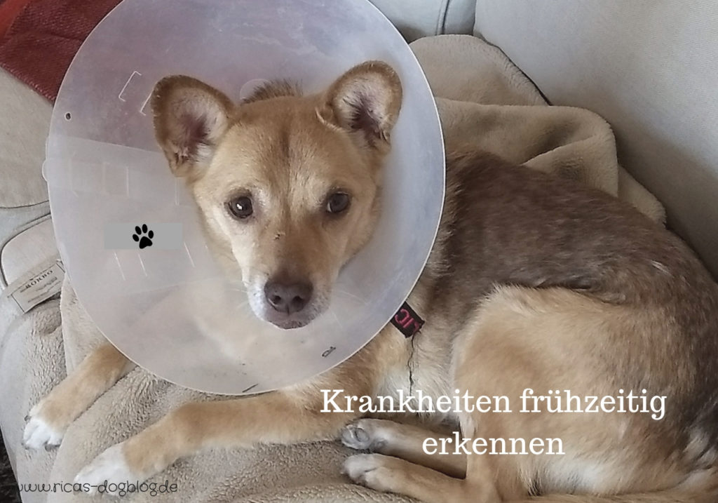 Dein Hund ist krank So erkennst du es frühzeitig Dein Weg mit Hund