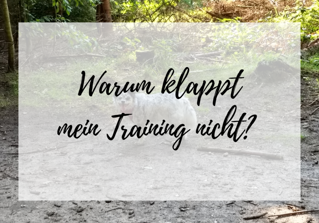 Hundetraining