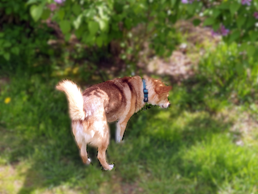 So baust du ein Abbruchsignal freundlich auf Dein Weg mit Hund