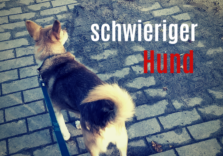 Schwieriger Hund Mit positivem Training zum Erfolg Dein Weg mit Hund