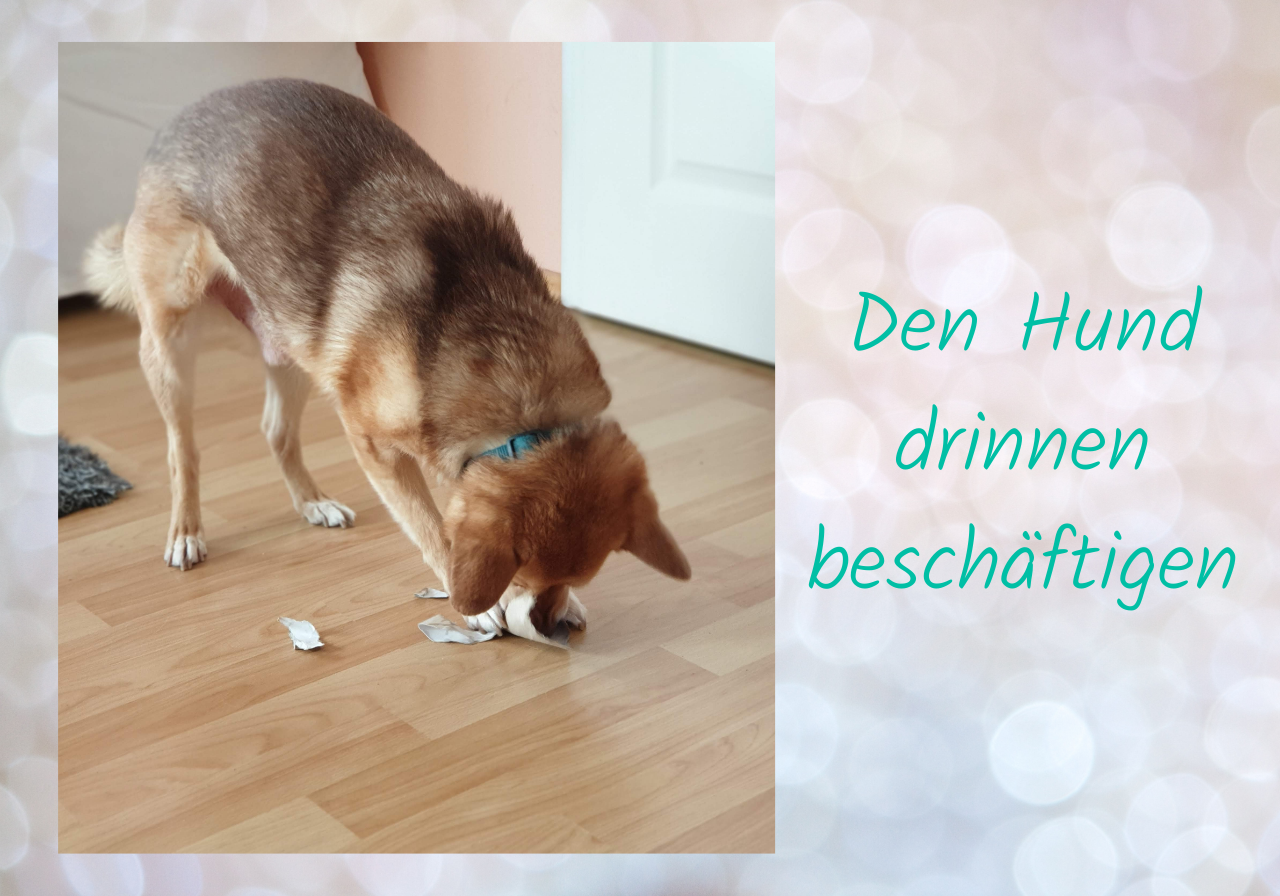 5 tolle IndoorBeschäftigungen für deinen Hund Dein Weg mit Hund