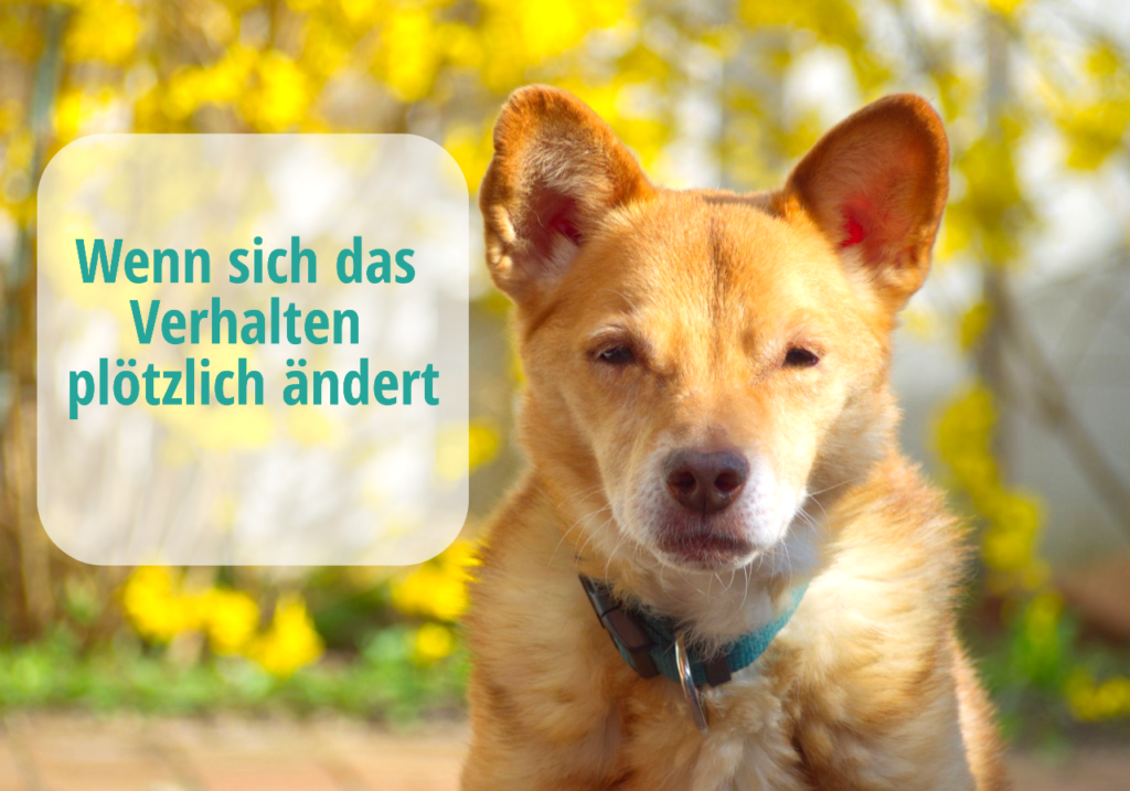 Wenn sich das Verhalten des Hundes plötzlich ändert