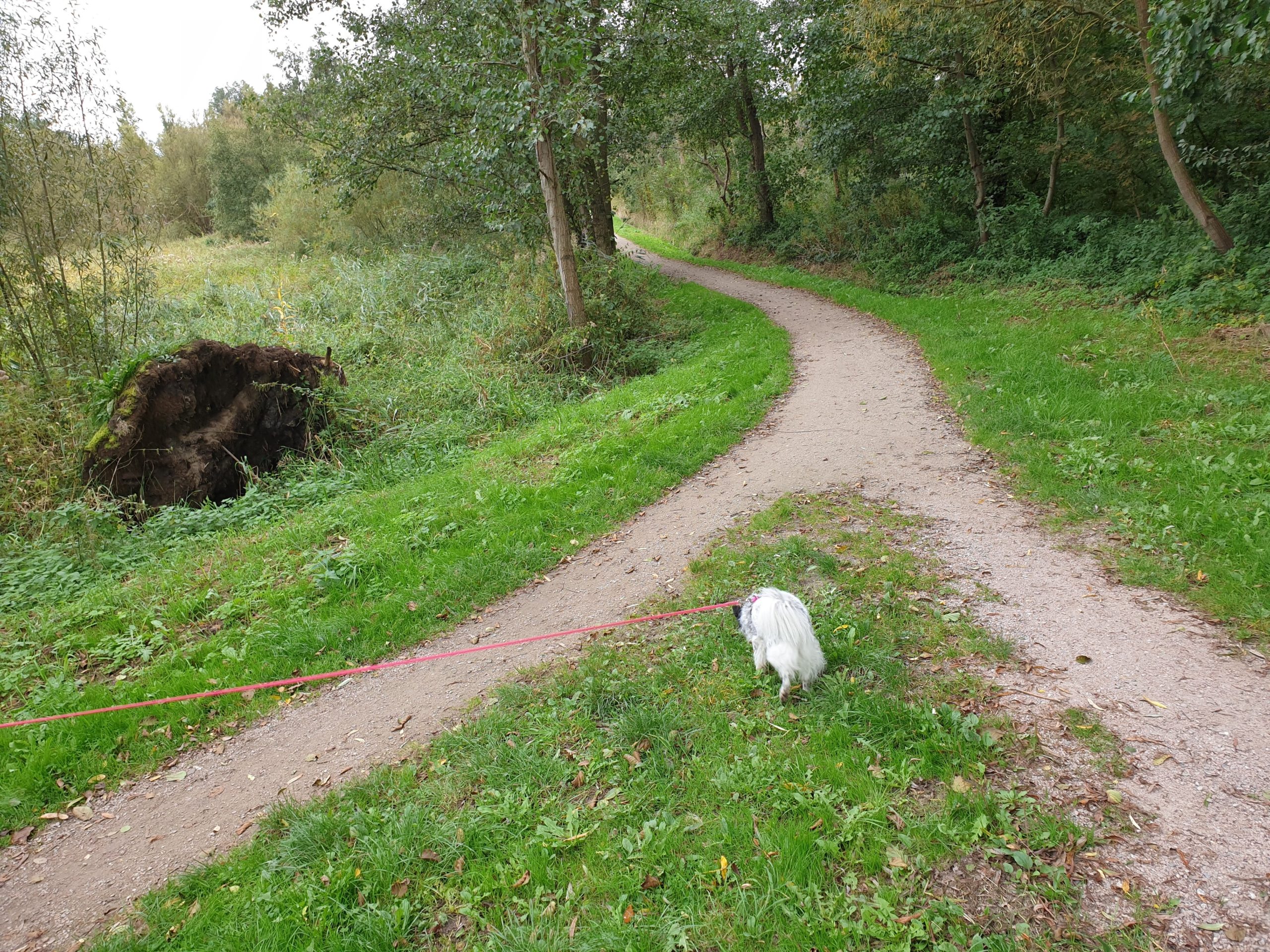 20201004_120917 Hund schnüffelt am Weg