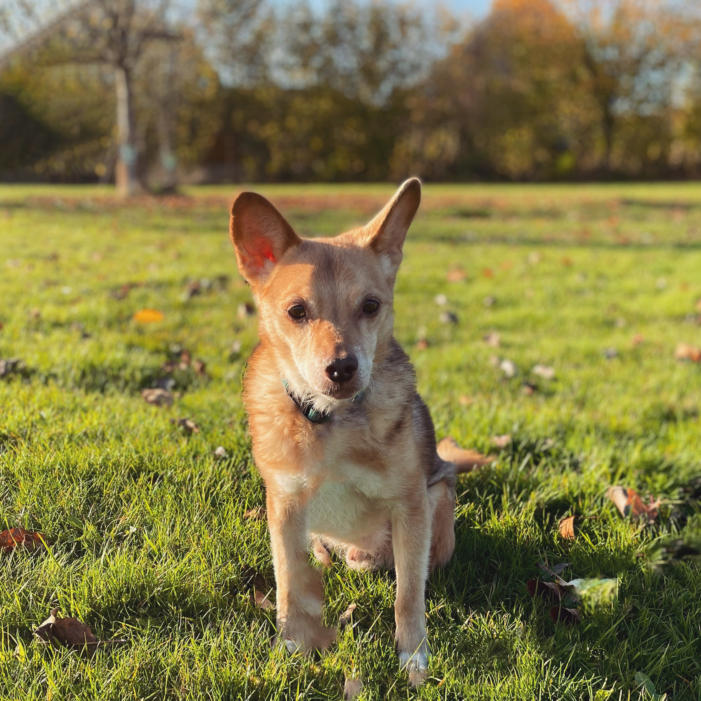 9A994728-48C5-4313-97D4-AAF878A64BFA Hund auf der Wiese