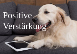 positive Verstärkung