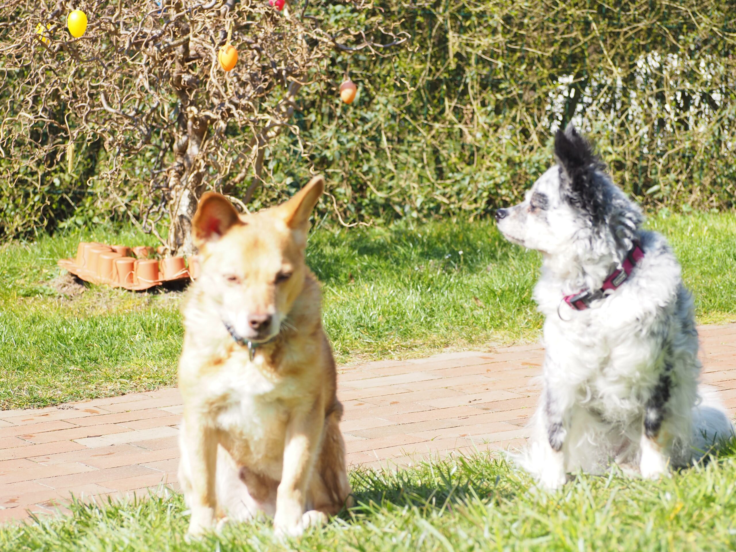 Hundetraining