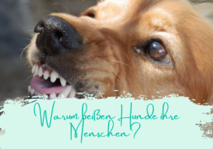 Hund beißt