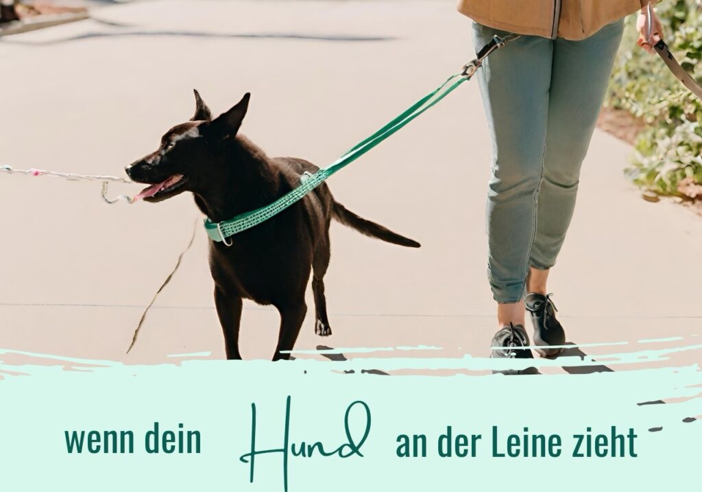 Hund zieht an der Leine