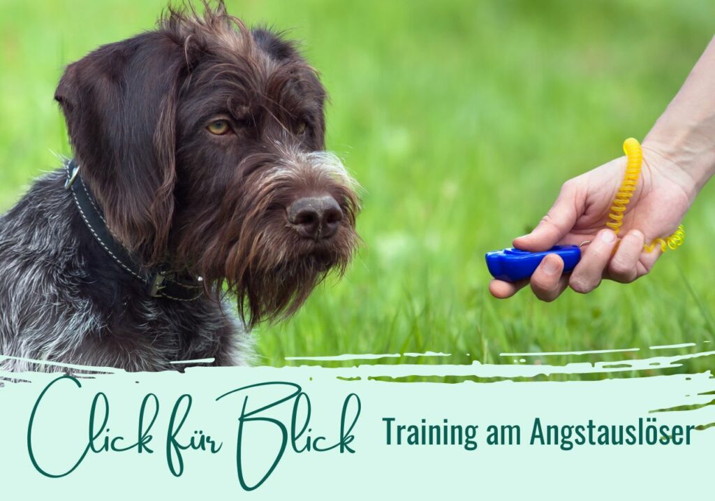 Übung Click für Blick Training am Angstauslöser