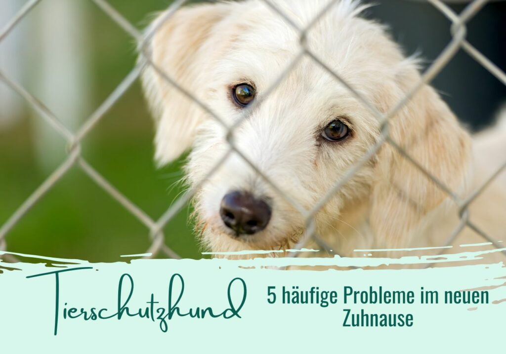 Tierschutzhund 5 häufige Probleme