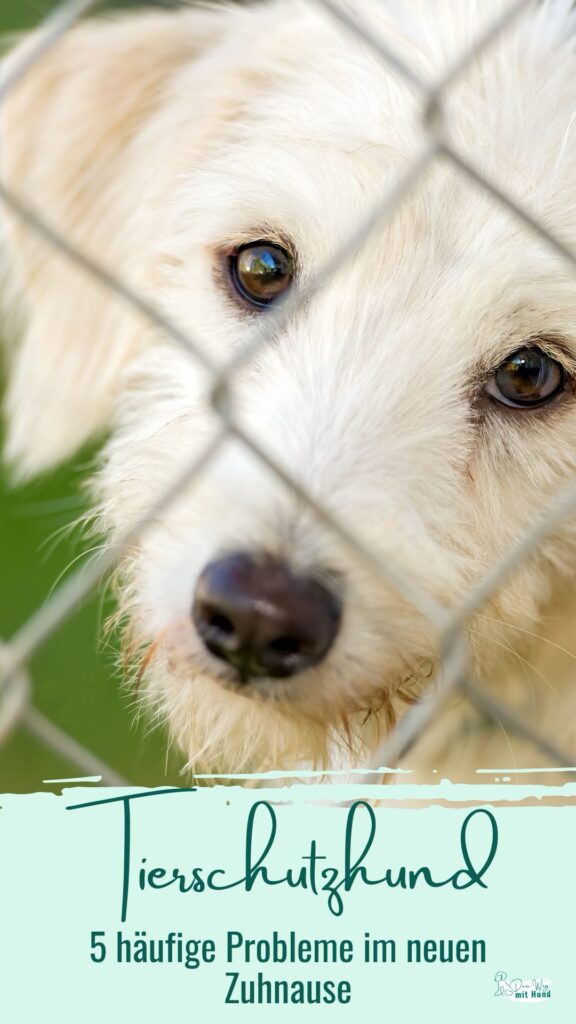 häufige Probleme mit Tierschutzhund