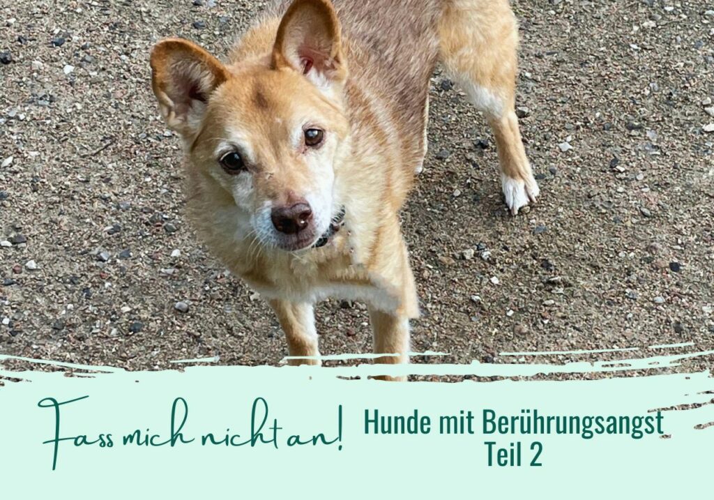 Hund lässt sich nicht anfassen