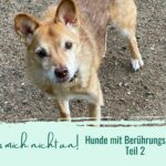 Hund lässt sich nicht anfassen