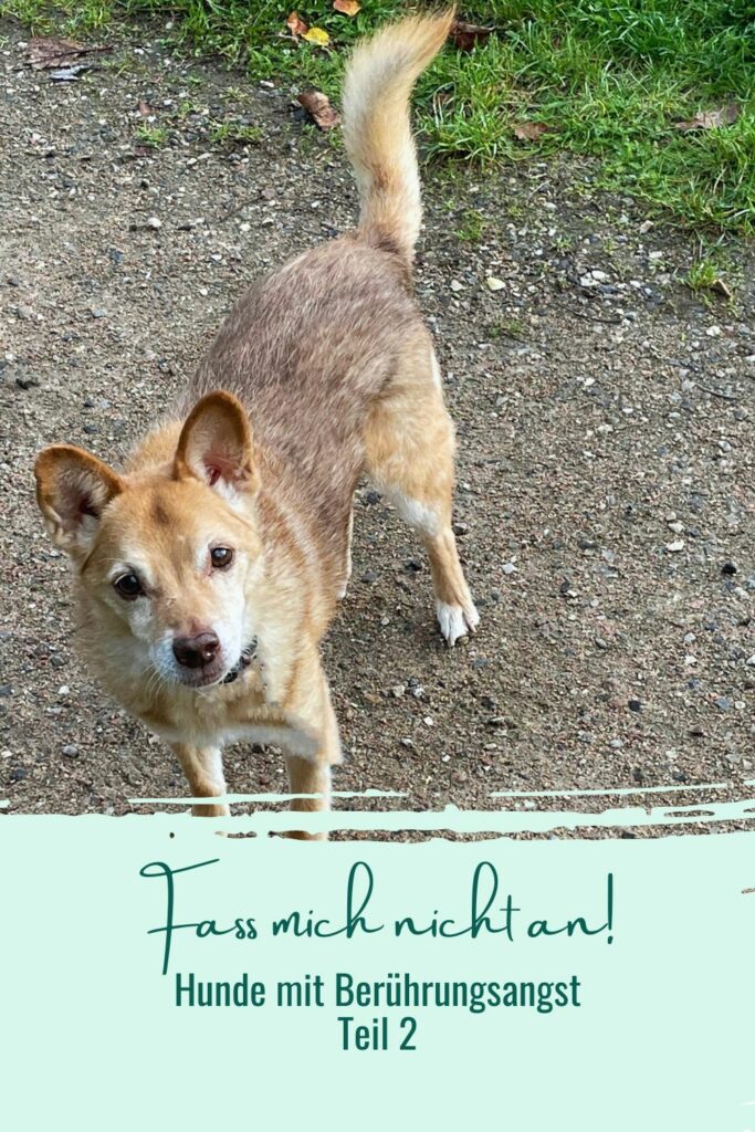 Hund lässt sich nicht anfassen