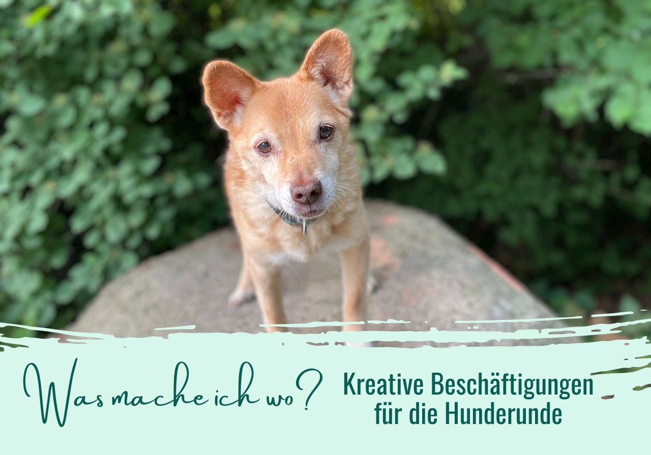 Hund draußen beschäftigen