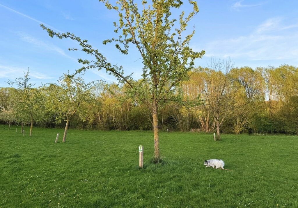 wiese in einem park hier gibt es für Hunde viel zu entdecken