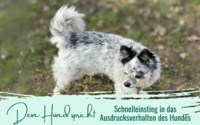 Dein Hund spricht – Schnelleinstieg in das Ausdrucksverhalten des Hundes