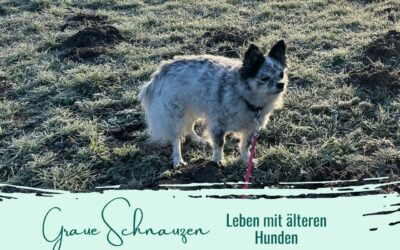 Graue Schnauzen – leben mit älteren Hunden