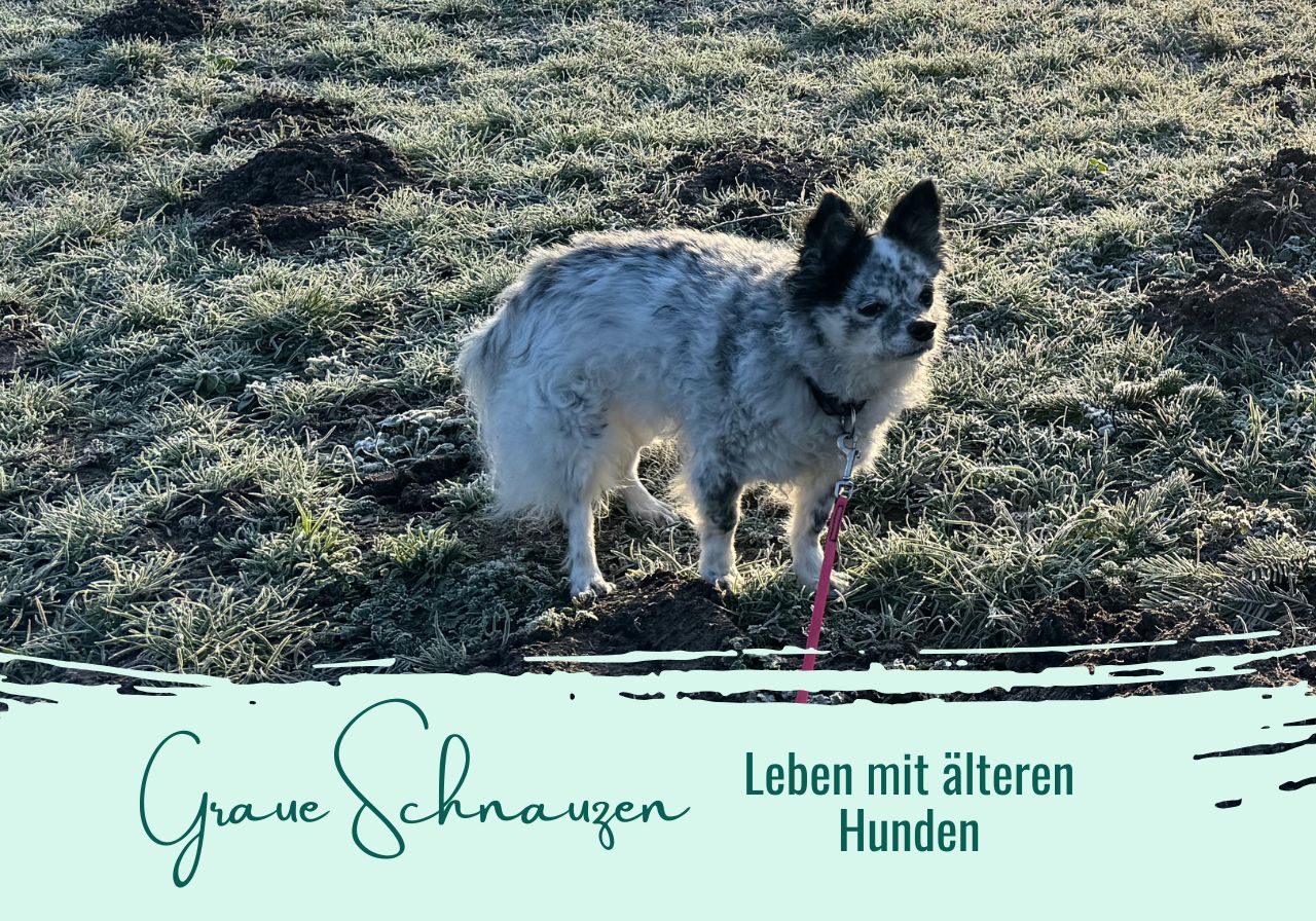 älterer Hund