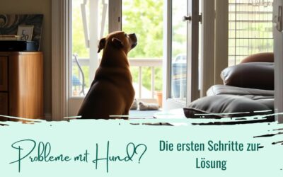 Probleme mit Hund? Die ersten Schritte zur Lösung