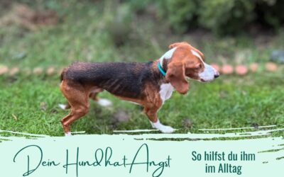 Dein Hund hat Angst – so hilfst du ihm im Alltag