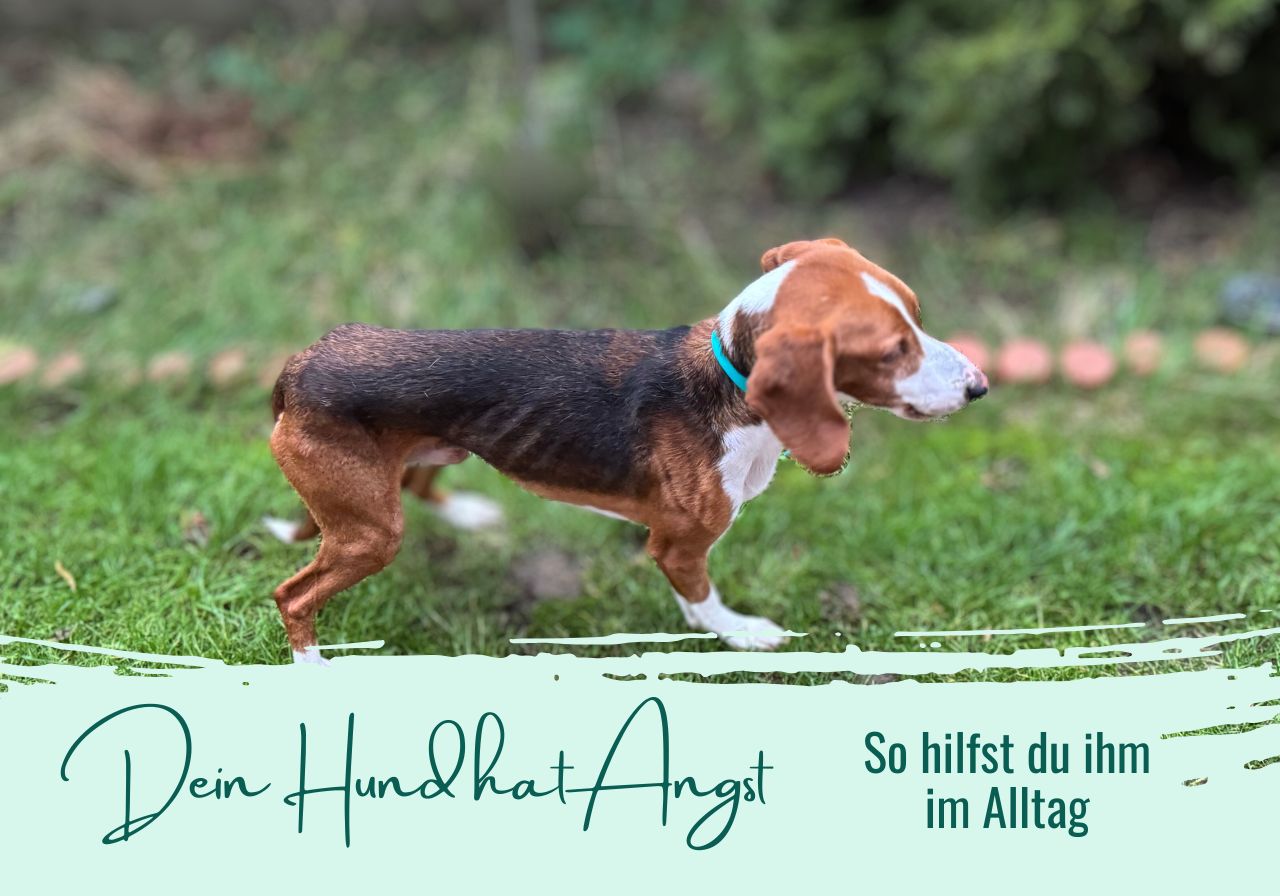 hund hat angst