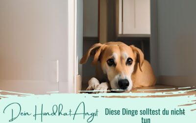 Dein Hund hat Angst? Diese Dinge solltest du nicht tun