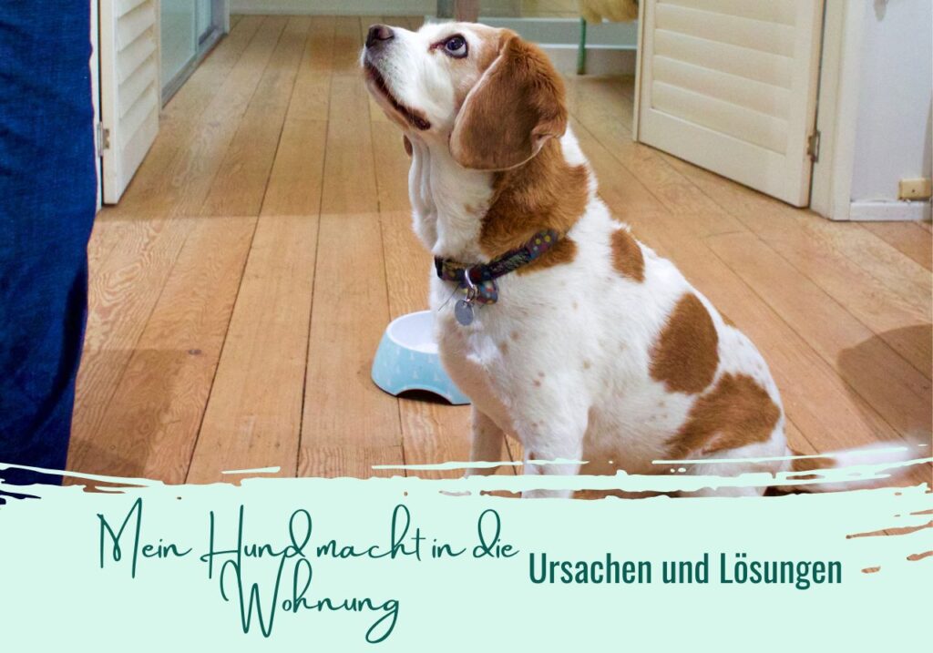 Unsauberkeit beim Hund