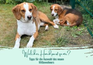 welcher Hund passt zu mir?