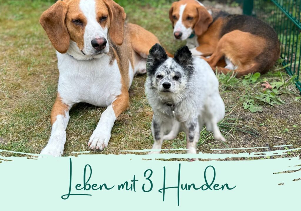 Leben mit 3 Hunden