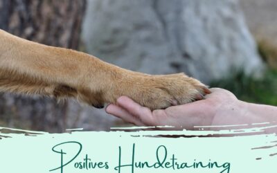 Positives Hundetraining – so wird’s gemacht