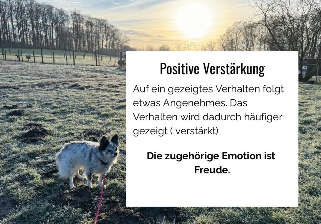 positive Verstärkung